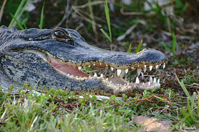 Smily Alligator